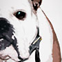Bulldog Canvas Portrait Painting